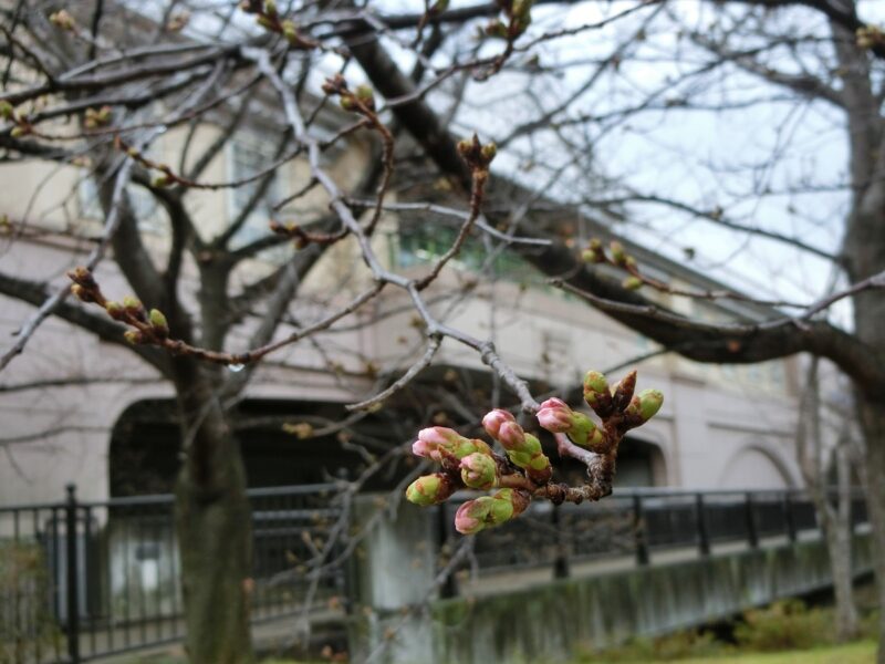 染井吉野　阪神電車　こうろえん駅