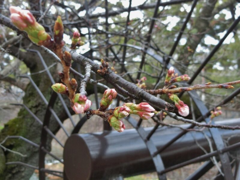sakura　夙川公民館　ソメイヨシノ