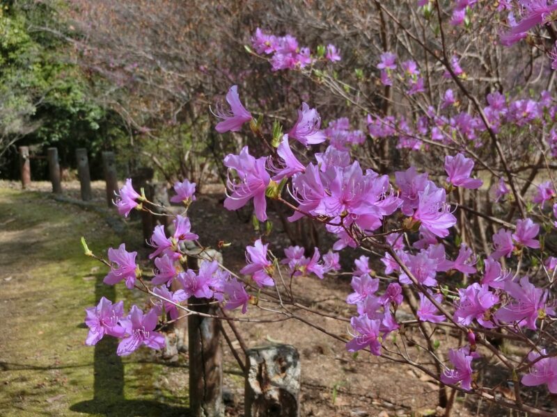 コバノミツバツツジ　広田神社