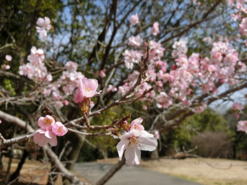 早咲き桜　広田神社