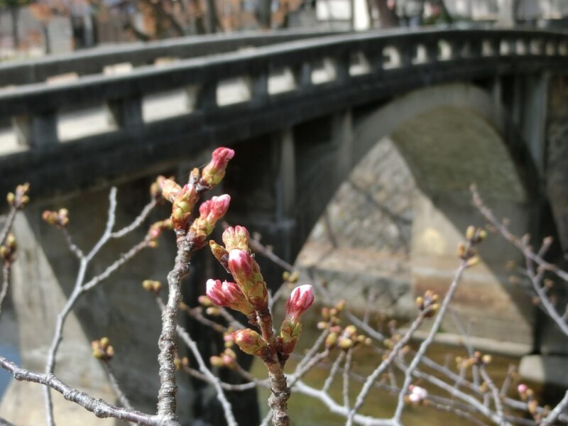 阪急電車　夙川駅　桜
