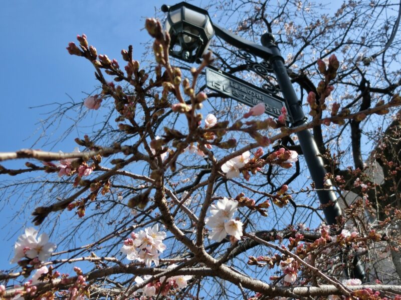西宮北口　シダレザクラ　津門川