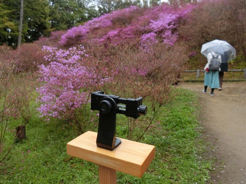 コバノミツバツツジ　NHK　ウィークエンド関西