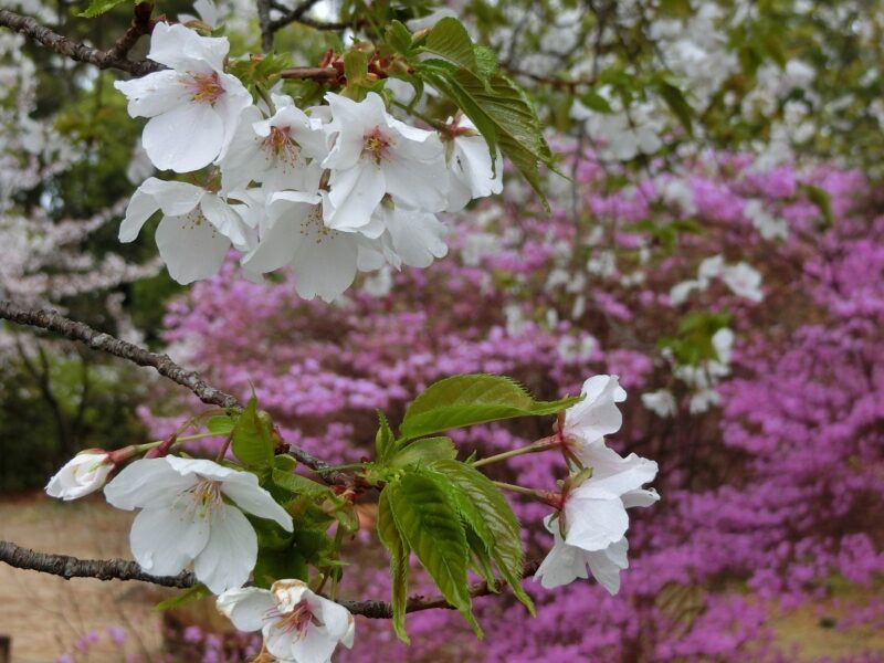 桜　木葉三つ葉躑躅　雨天