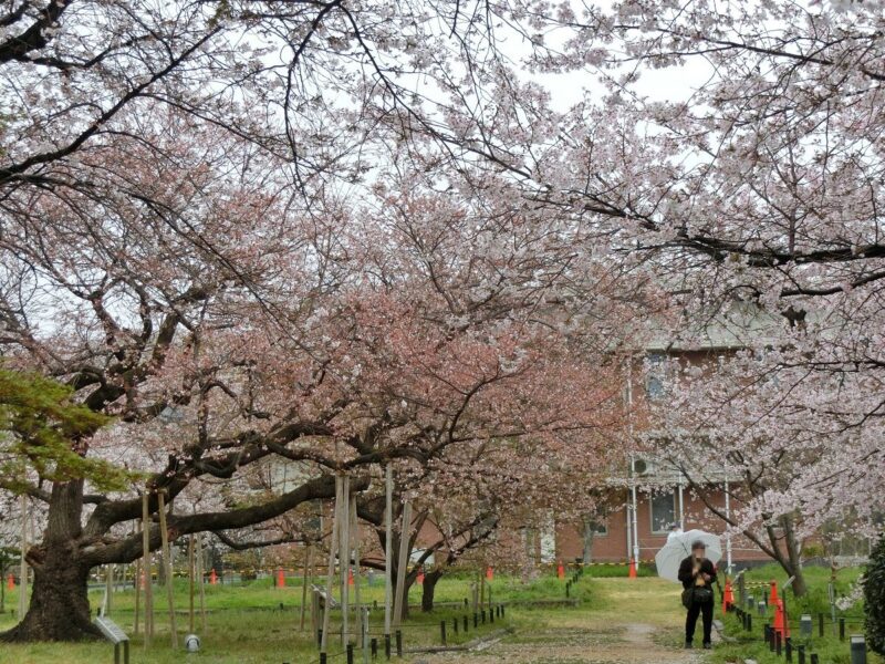エドヒガン　コシミズハヤザキ　桜散る　雨天　人がいない