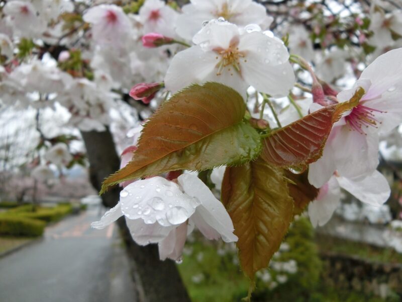 雨天　鬱金　御衣黄　関山　枝垂桜
