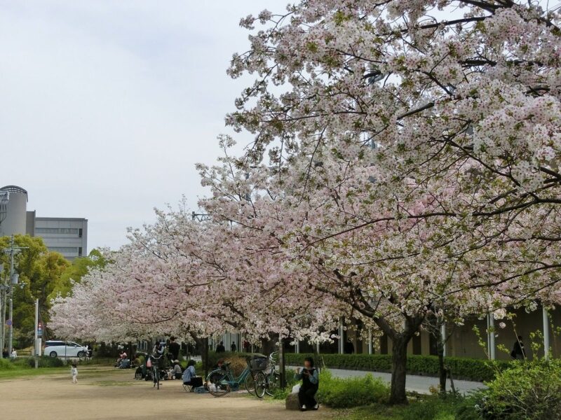 六湛寺南公園　西宮オリジナル桜　西宮権現平桜　サクラ　sakura