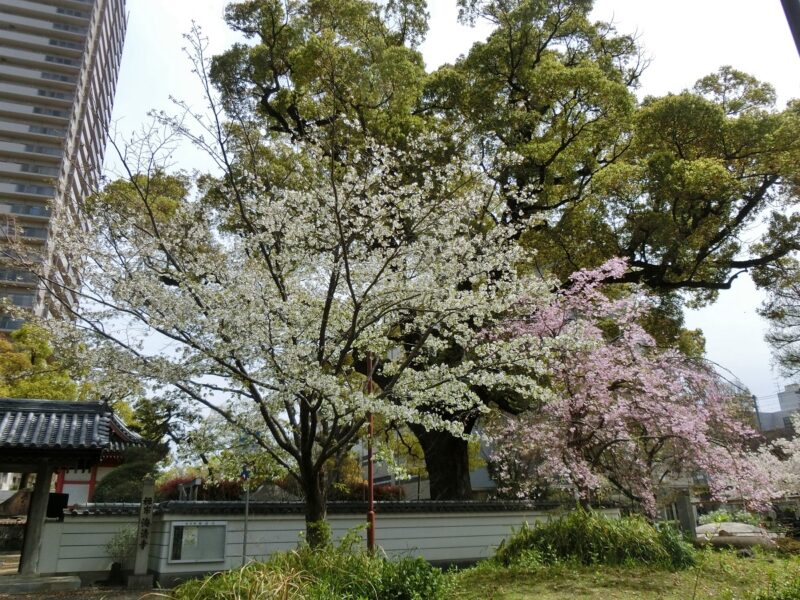 六湛寺公園　海清寺　桜