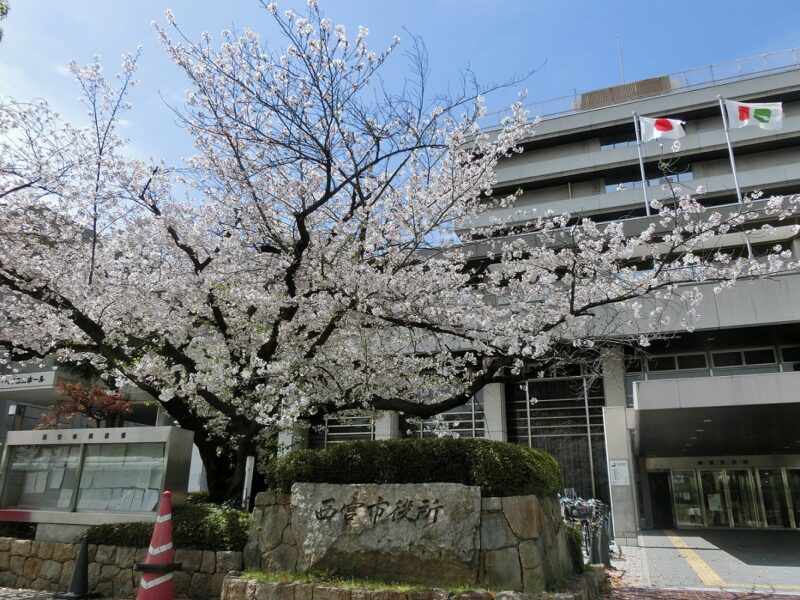 西宮市役所　桜　サクラ