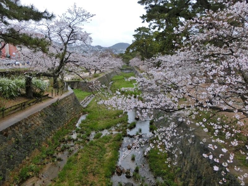 阪急苦楽園口駅　甲山　桜