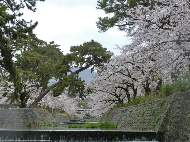 サクラ　甲山　飛び石　満開