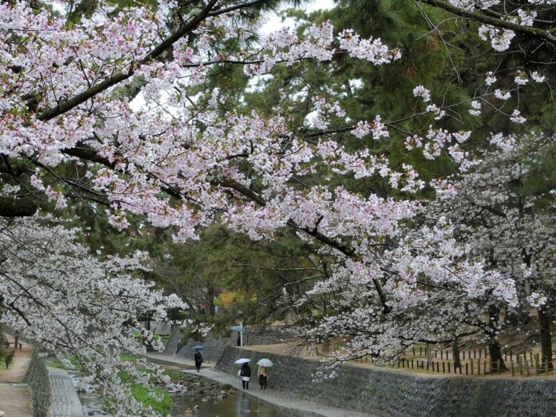 しゅくがわ　雨天　さくら　sakura