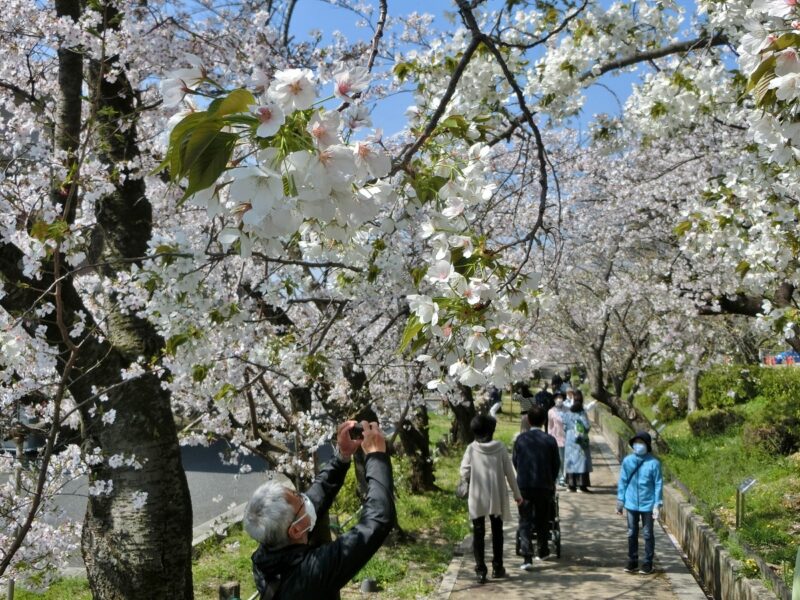 越水浄水場　大島桜　太白桜