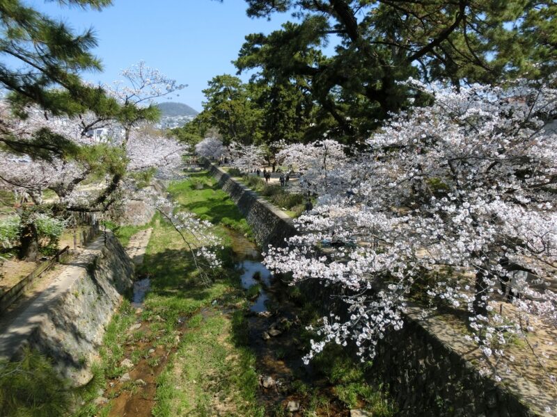 苦楽園口橋　桜　甲山　撮影スポット