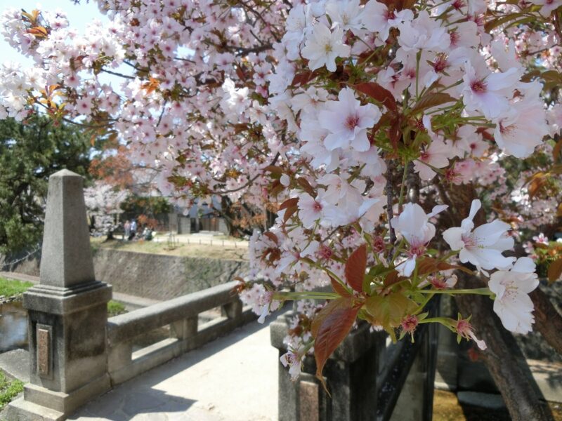 こほろき橋　阪急電車　夙川駅　夙川舞桜