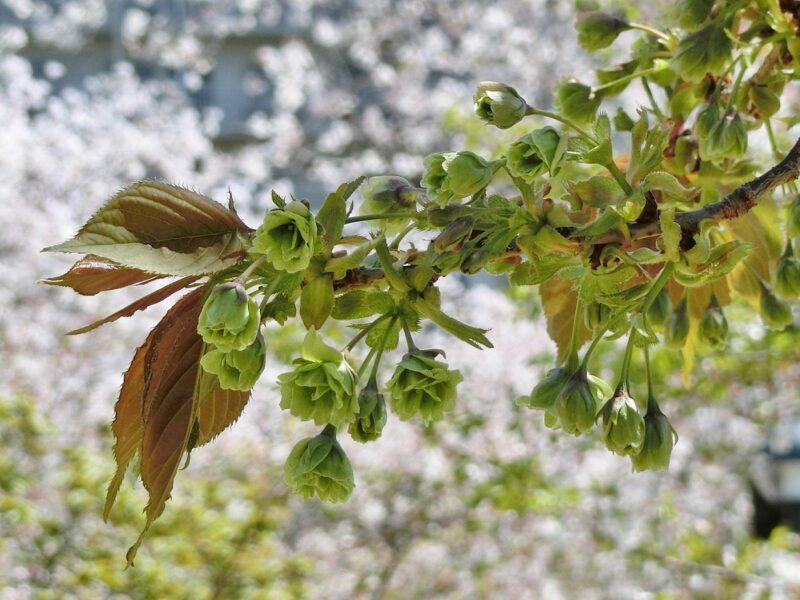 ぎょいこう　きみどりいろの桜