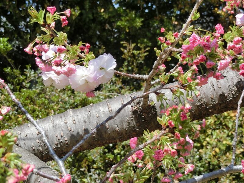 ふげんぞう　フゲンゾウ　遅咲きの桜　八重咲　 