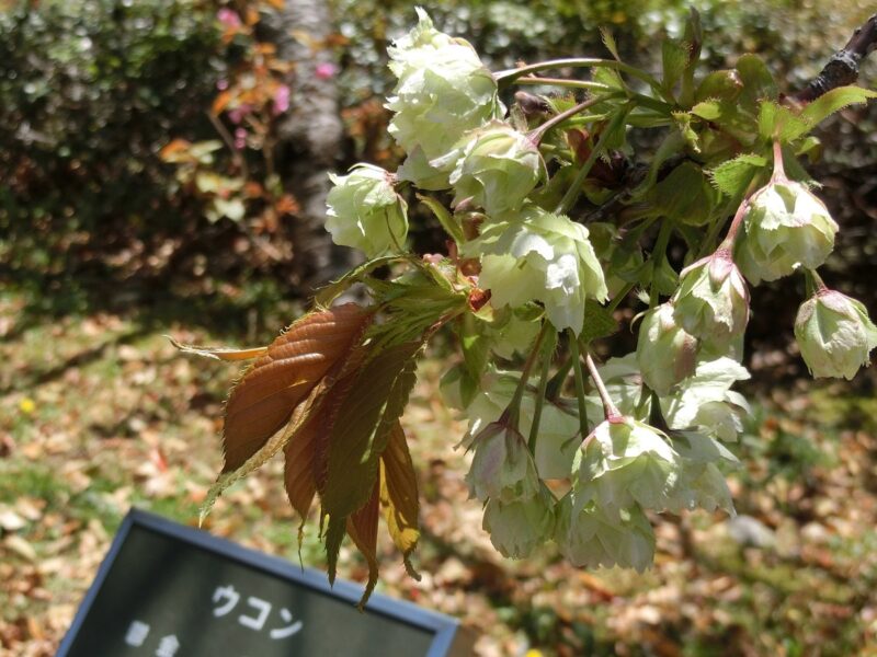 鬱金　うこん　桜　