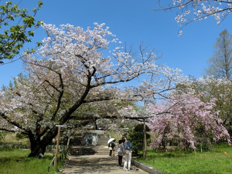枝垂桜　桜の通り抜け