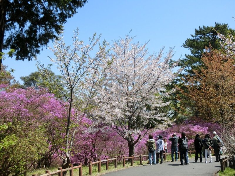 廣田神社 コバノミツバツツジ 桜