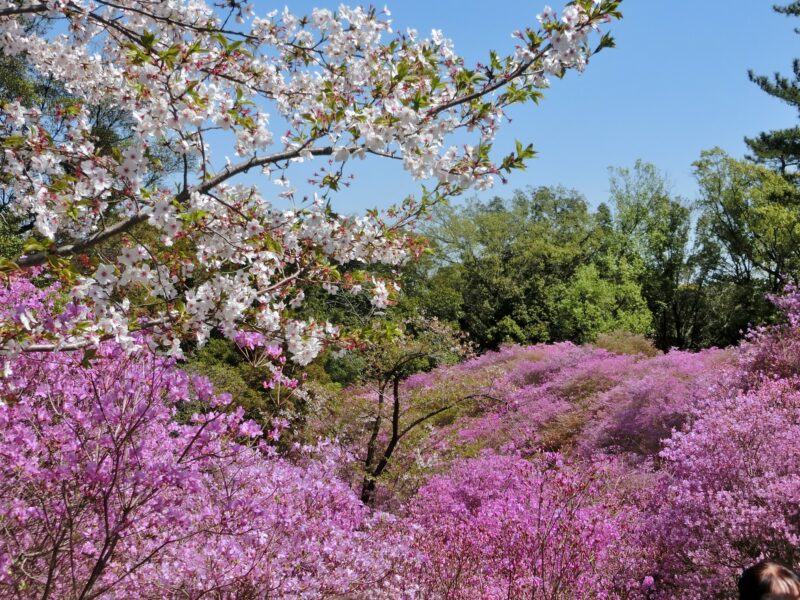 桜 さくら コバノミツバツツジ