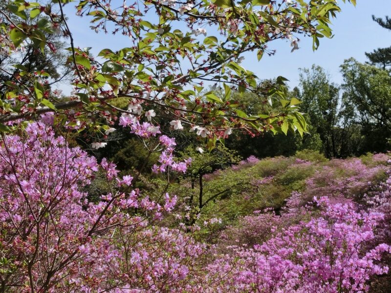 コバノミツバツツジ さくら 花見 西宮