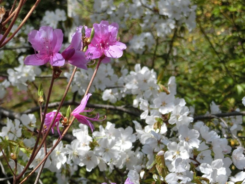 コバノミツバツツジ 遅咲きの桜