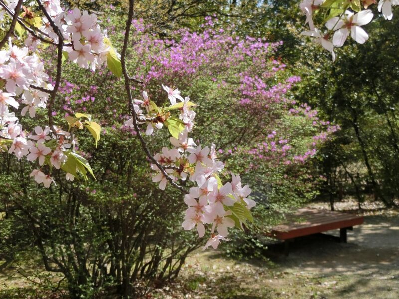 さくら コバノミツバツツジ 社叢林