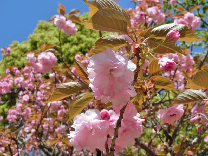 関山 カンザン 桜満開