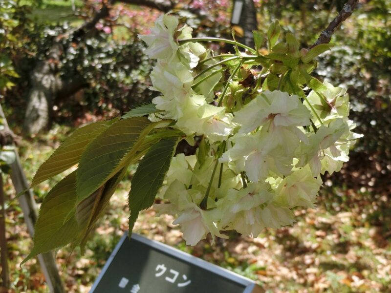 ウコン 鬱金 桜満開 緑の桜