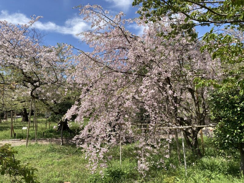 枝垂桜 シダレザクラ 満開