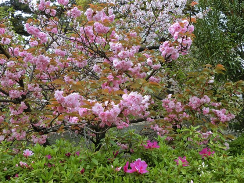 さくら つつじ 八重咲 夙川 国道2号線