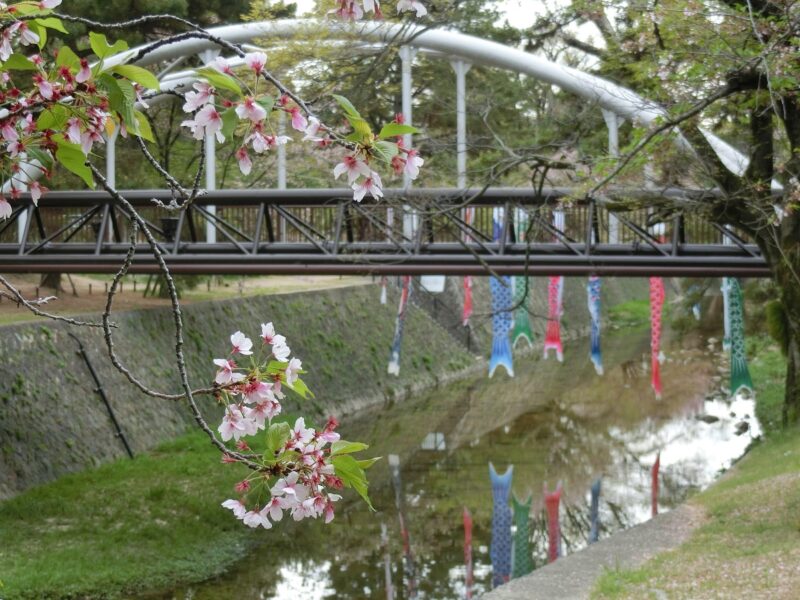 鯉のぼり 夙川公民館 桜散る 葉桜