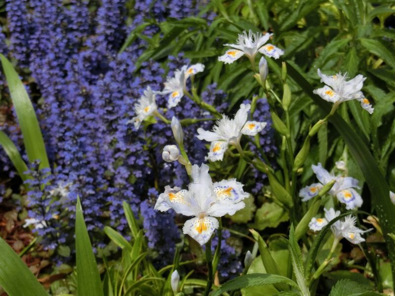 アジュガ　セイヨウキランソウ　青紫の花穂　花壇　シャガ　