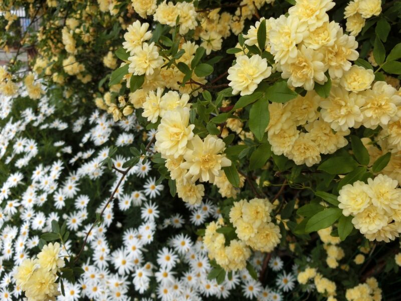 木香薔薇　マーガレット