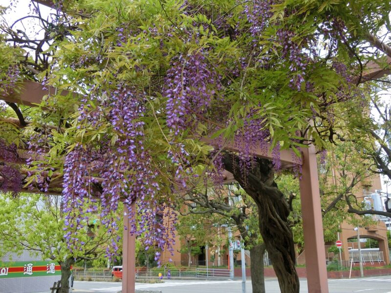 西宮市制60周年　花の名所　藤　公園　鳴尾　