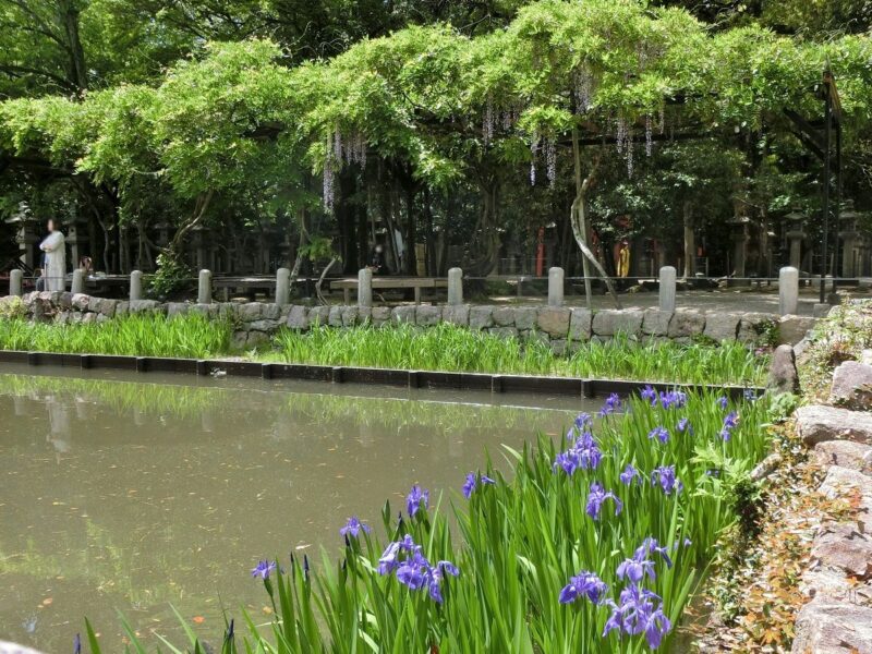 フジ　藤　西宮神社　神池