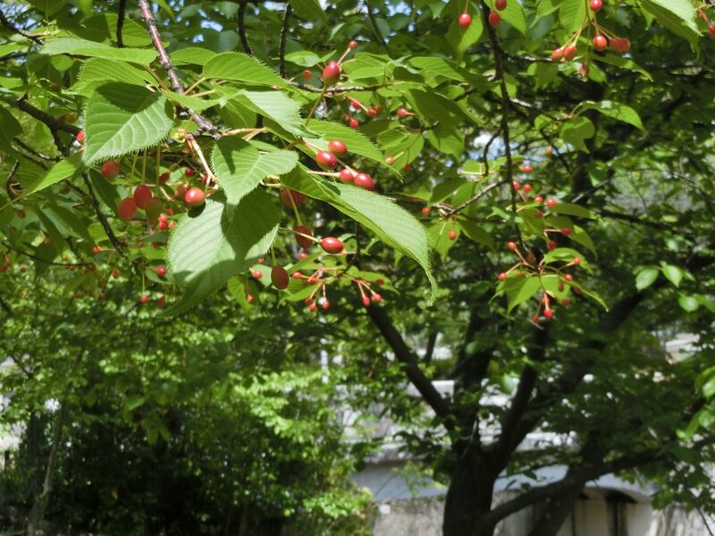 さくらんぼ　サクランボ　桜の実　夙川
