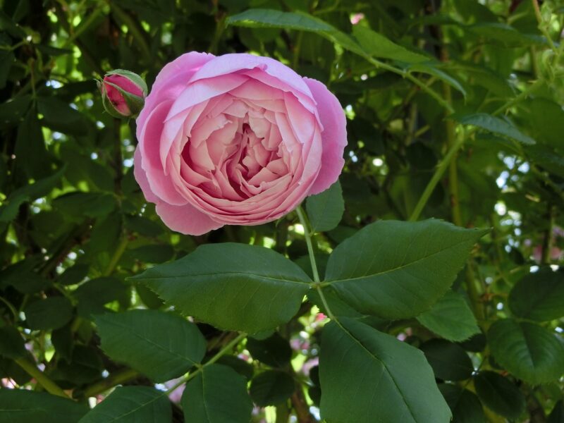 阪急西宮ガーデンズ屋上　バラ　薔薇　花壇