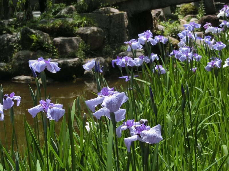 ハナショウブ　はなしょうぶ　花菖蒲　神池　西宮神社