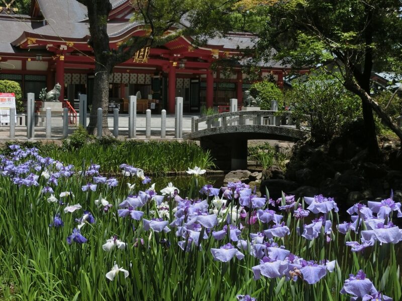 ハナショウブ　はなしょうぶ　花菖蒲　神池　西宮神社