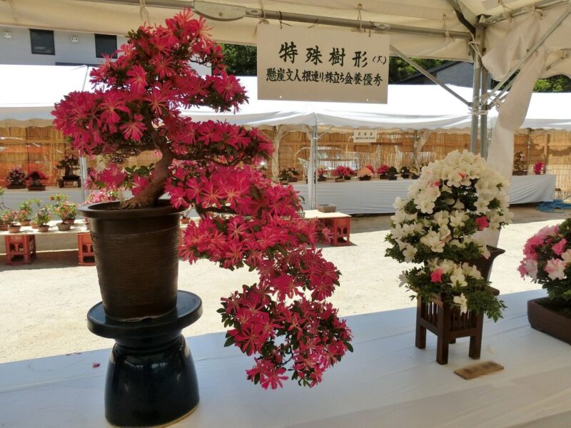 サツキ　皐月　西宮神社