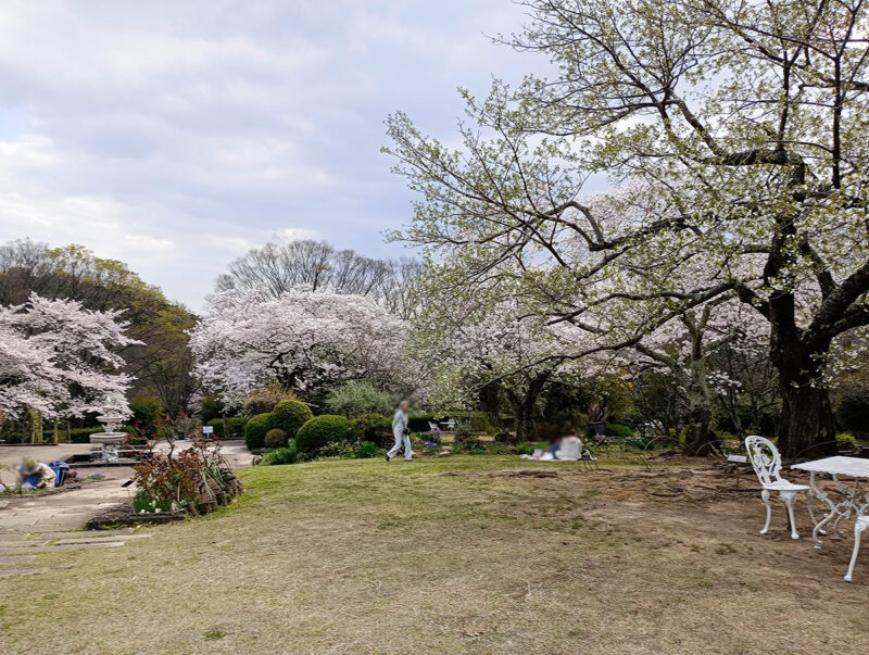 北山緑化植物園の広場