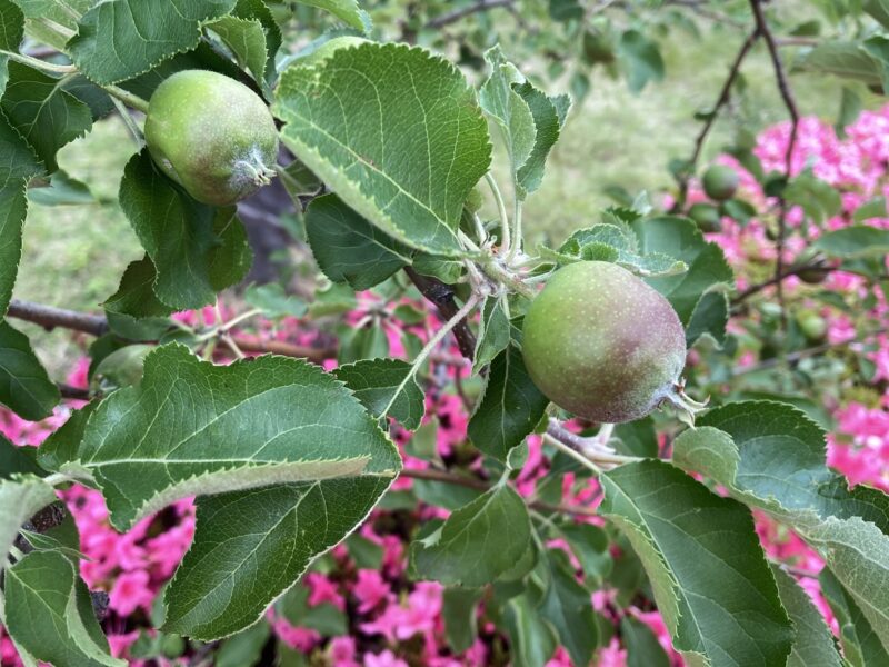 りんご　林檎　寿町　リンゴ公園