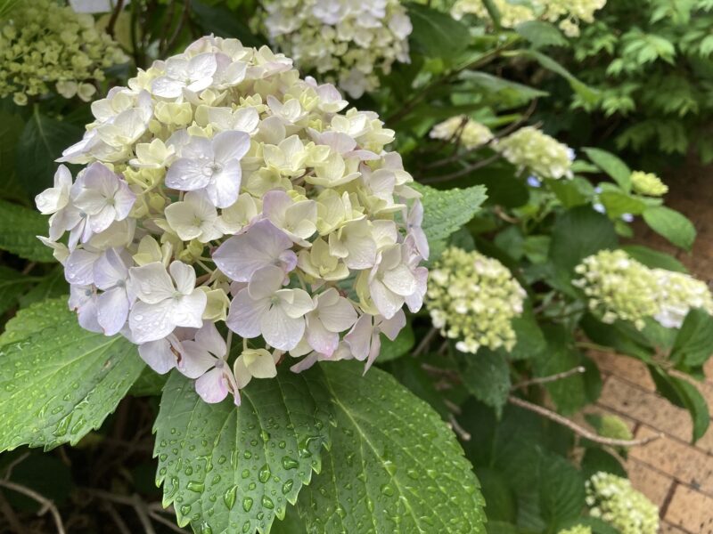 紫陽花　アジサイ　あじさい