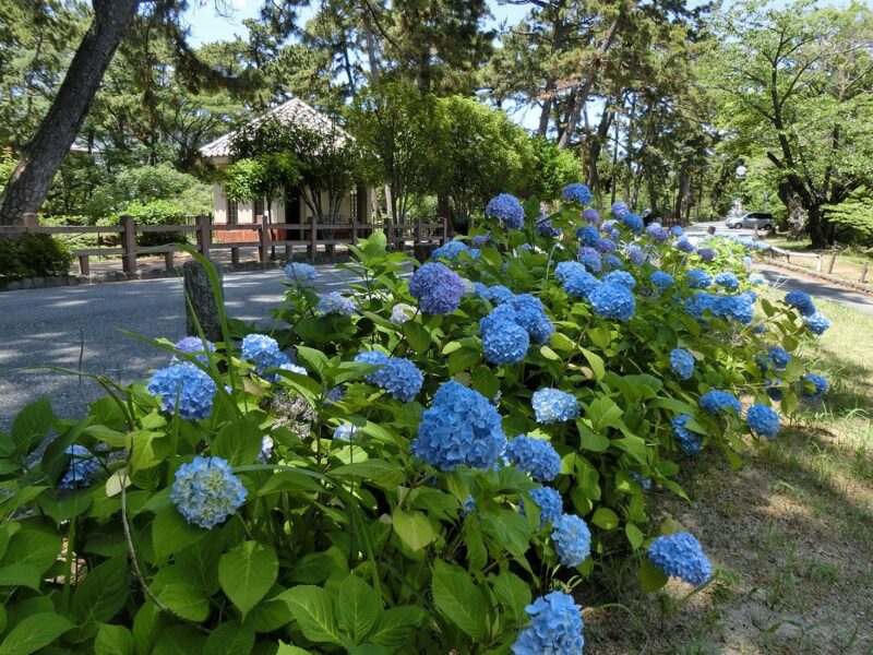 夙川中流　阪急甲陽線　夙川駅　苦楽園口駅　あじさい　紫陽花