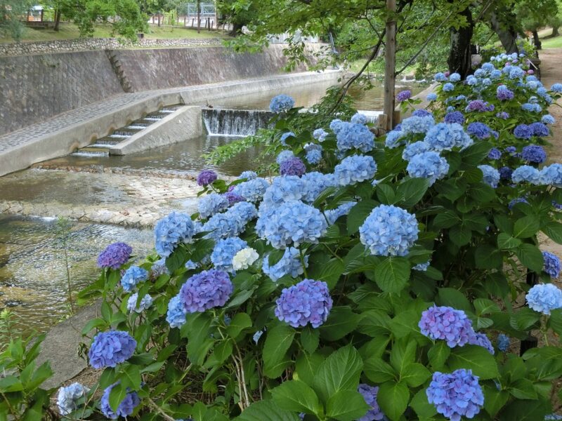 夙川　あじさい　国道2号線の北　ＪＲ鉄橋の南
