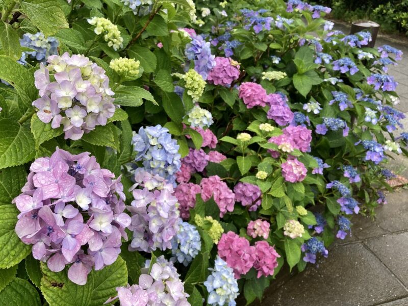 あじさい　紫陽花　七変化　雨