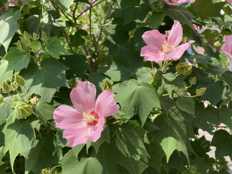 ふよう　芙蓉