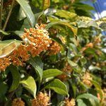 花散歩